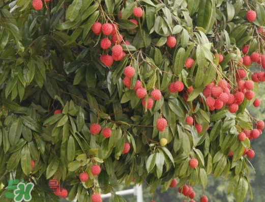 掛綠荔枝為什么這么出名？掛綠荔枝的由來和傳說