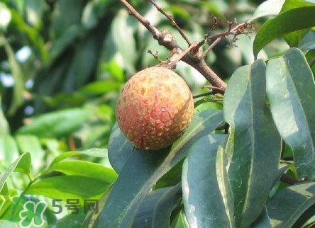 增城哪里可以摘荔枝？增城哪里有荔枝摘