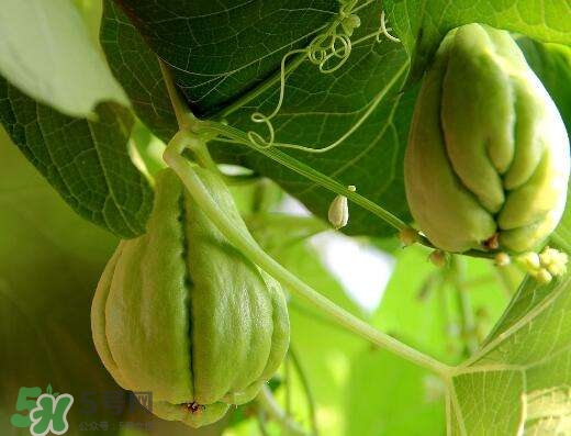 佛手瓜有沒有毒？佛手瓜吃了會致癌嗎？