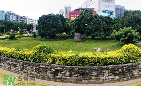 掛綠荔枝為什么這么出名？掛綠荔枝的由來和傳說