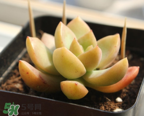 多肉植物能吃嗎？多肉植物哪些可以吃