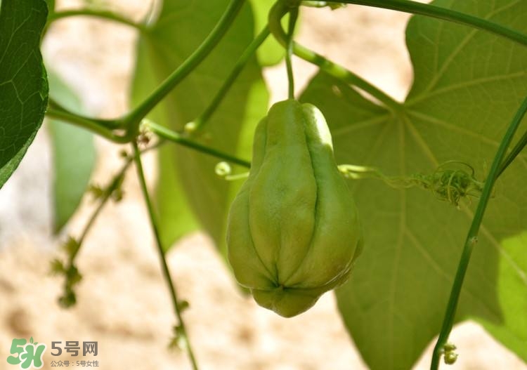 佛手瓜發(fā)芽了可以吃嗎？佛手瓜怎么吃？