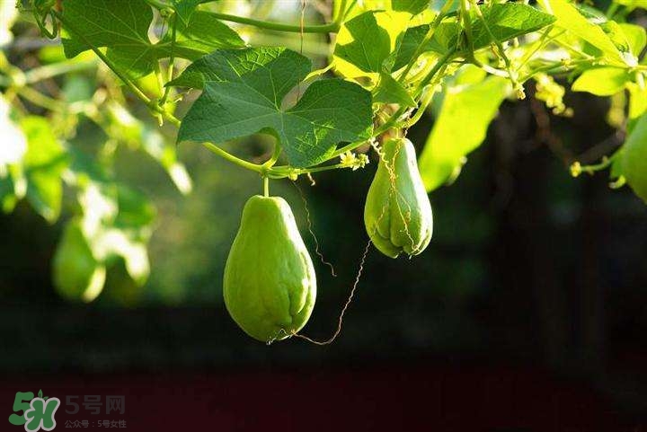 佛手瓜有沒有毒？佛手瓜吃了會致癌嗎？