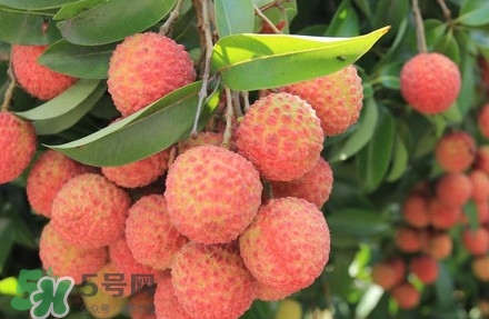 黑葉荔枝有什么特點？黑葉荔枝的功效