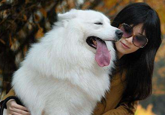 薩摩耶多少錢一只？小薩摩耶多少錢一只？