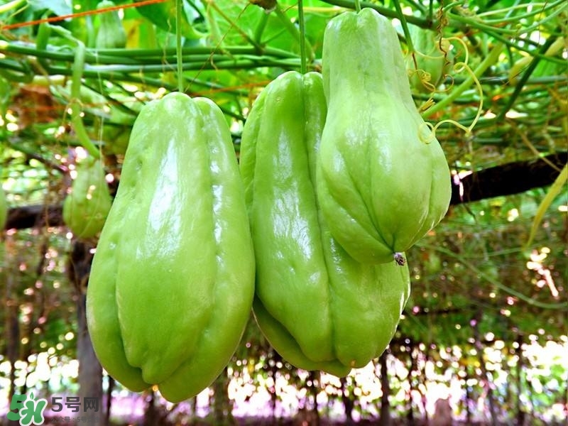 佛手瓜的皮能吃嗎？佛手瓜怎么做最好吃？