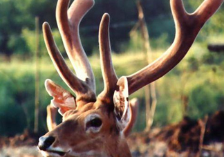 夏天可以吃鹿茸嗎？夏天吃鹿茸會怎么樣？