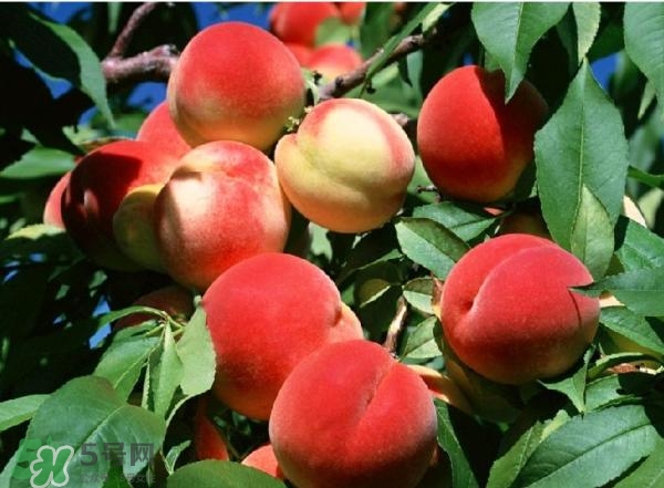 糖尿病人能吃桃子嗎？糖尿病人能吃什么水果？