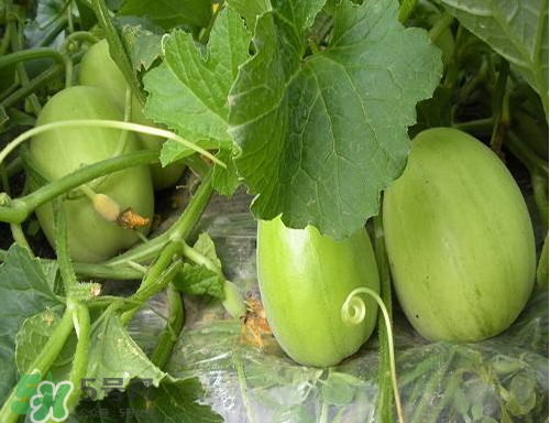 ?梨瓜怎么保存？?梨瓜可以放冰箱保鮮嗎？