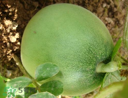 ?梨瓜怎么保存？?梨瓜可以放冰箱保鮮嗎？