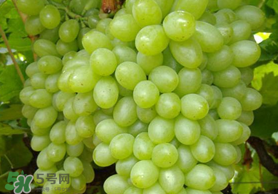 青提是轉(zhuǎn)基因嗎？青提怎么挑？