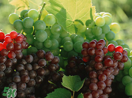 ?青提和葡萄有什么區(qū)別？?青提是葡萄嗎？