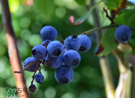 藍(lán)莓是酸的還是甜的？藍(lán)莓是甜的還是酸的？