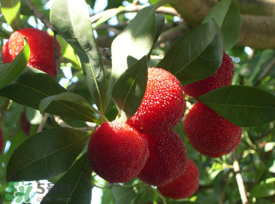 藍(lán)莓和楊梅能一起吃嗎？藍(lán)莓和楊梅可以一起泡酒嗎？