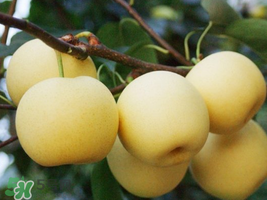 藍莓和梨子能一起吃嗎？藍莓雪梨果汁的做法