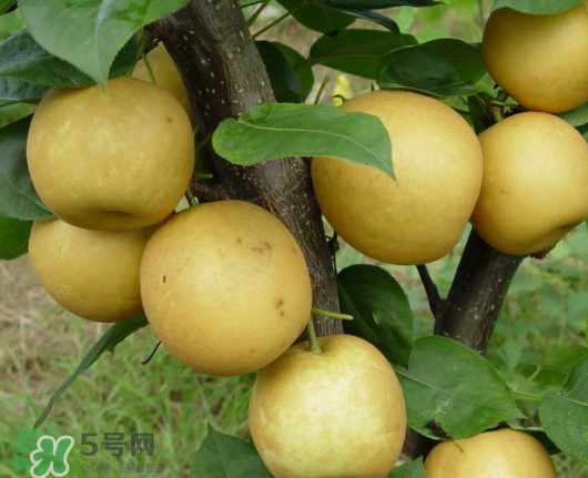藍莓和梨子能一起吃嗎？藍莓雪梨果汁的做法