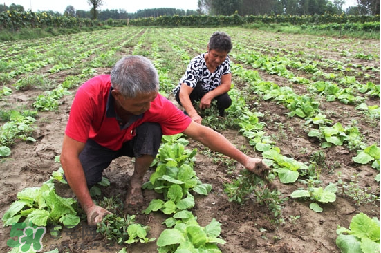 夏天可以種什么蔬菜？夏天適合種什么蔬菜？