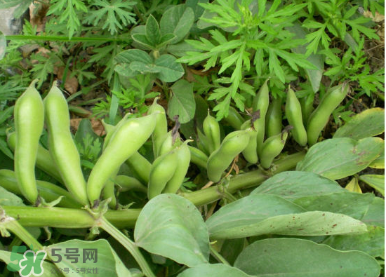 夏天可以種什么蔬菜？夏天適合種什么蔬菜？