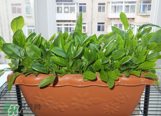 夏天可以種什么蔬菜？夏天適合種什么蔬菜？