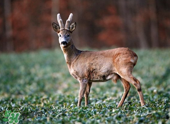 夏天可以吃鹿茸嗎？夏天吃鹿茸會(huì)怎么樣？