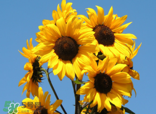 夏天可以種向日葵嗎？向日葵夏天能種嗎？