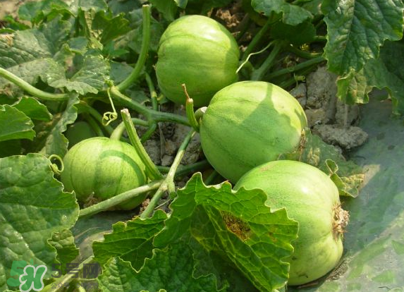 藍(lán)莓和香瓜能一起吃嗎？藍(lán)莓和香瓜能同時(shí)吃？