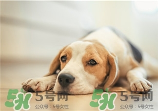 狗不能吃什么東西?狗不能吃的東西 狗不能吃什么東西?狗不能吃的東西