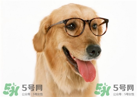 狗不能吃什么東西?狗不能吃的東西 狗不能吃什么東西?狗不能吃的東西