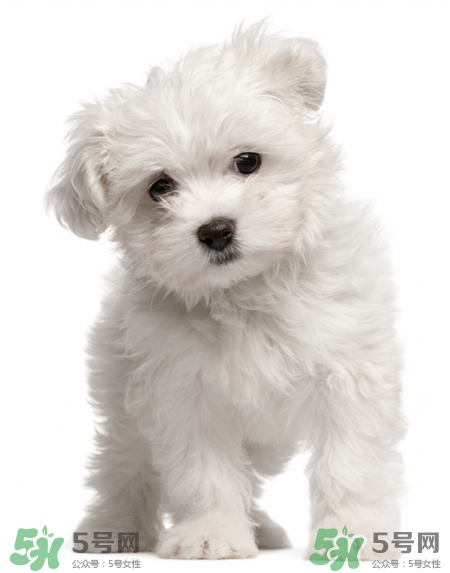 狗不能吃什么東西?狗不能吃的東西 狗不能吃什么東西?狗不能吃的東西