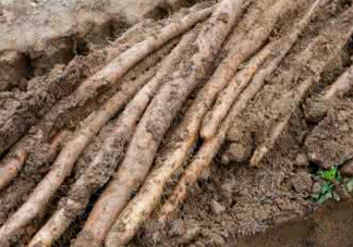 懷山藥可以生吃嗎？懷山藥怎么吃最好