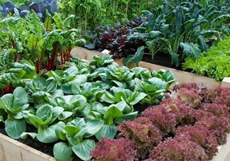 夏天可以種什么蔬菜？夏天適合種什么蔬菜？