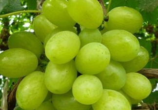 ?青提和葡萄有什么區(qū)別？?青提是葡萄嗎？