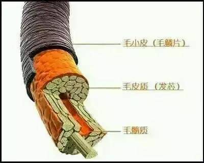 歐貝芙洗發(fā)水怎么樣？歐貝芙洗發(fā)水好用嗎