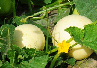 ?梨瓜怎么保存？?梨瓜可以放冰箱保鮮嗎？