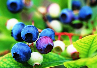 藍莓是酸的還是甜的？藍莓是甜的還是酸的？