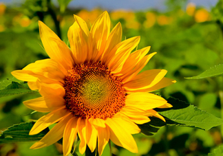 夏天可以種向日葵嗎？向日葵夏天能種嗎？