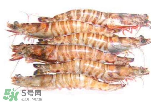 九節(jié)蝦是海蝦嗎？九節(jié)蝦是海蝦還是河蝦