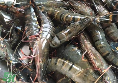 竹節(jié)蝦是海里的嗎？竹節(jié)蝦是海蝦還是河蝦