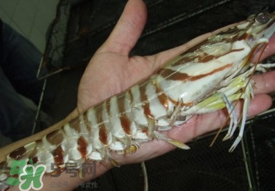 竹節(jié)蝦和基圍蝦哪個好？基圍蝦貴還是竹節(jié)蝦貴