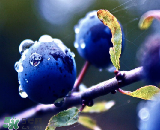 藍(lán)莓和橙子能一起吃嗎？藍(lán)莓和橙子一起吃好嗎？