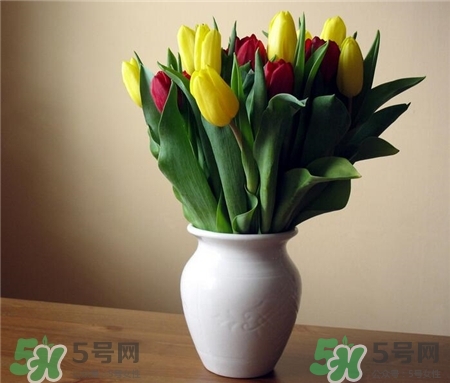 郁金香不能放室內(nèi)嗎?郁金香不能放室內(nèi)種植 郁金香不能放室內(nèi)嗎?郁金香不能放室內(nèi)種植