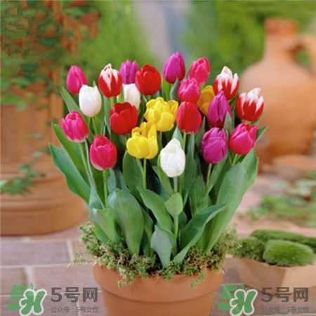 郁金香不能放室內(nèi)嗎?郁金香不能放室內(nèi)種植 郁金香不能放室內(nèi)嗎?郁金香不能放室內(nèi)種植