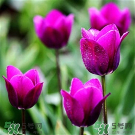 郁金香不能放室內(nèi)嗎?郁金香不能放室內(nèi)種植 郁金香不能放室內(nèi)嗎?郁金香不能放室內(nèi)種植