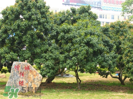 增城掛綠荔枝樹在哪?增城掛綠荔枝長(zhǎng)什么樣? 增城掛綠荔枝樹在哪?增城掛綠荔枝長(zhǎng)什么樣?