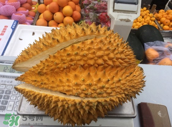 托曼尼榴蓮怎么才是熟？托曼尼榴蓮怎么看生熟？