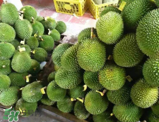 托曼尼榴蓮多少錢？托曼尼榴蓮是哪里的？