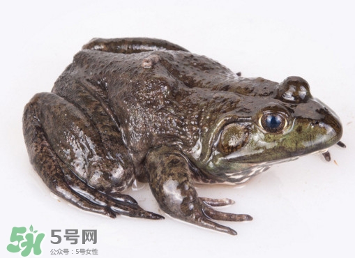 牛蛙多少錢(qián)一斤？2017牛蛙價(jià)格