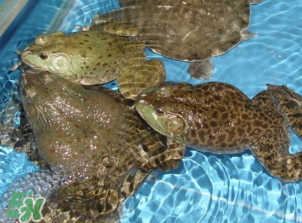 牛蛙算海鮮嗎？牛蛙和青蛙的區(qū)別