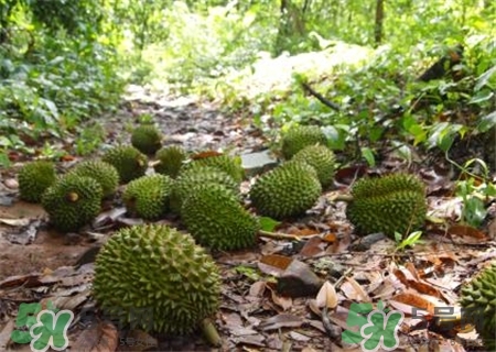 D24榴蓮是什么?D24榴蓮多少錢一斤? D24榴蓮是什么?D24榴蓮多少錢一斤?