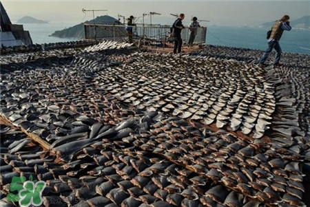 魚翅是什么?魚翅是魚的哪部分? 魚翅是什么?魚翅是魚的哪部分?